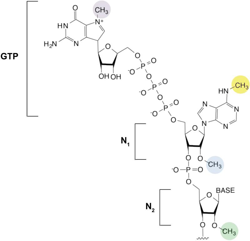 Box 2: Methyl code of the 5’ mRNA cap