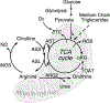 FIG 5.