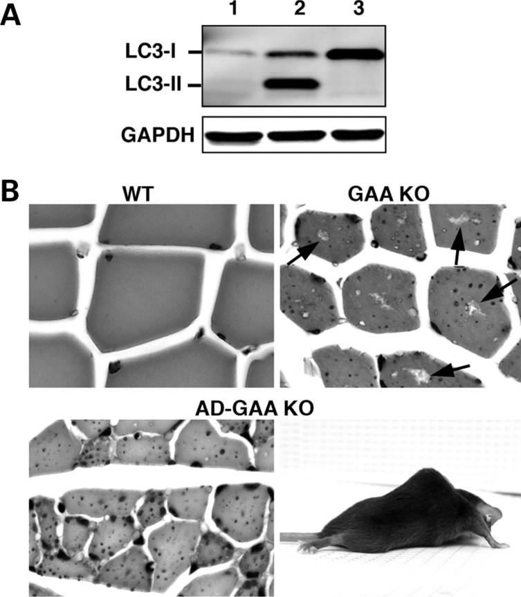 Figure 1.