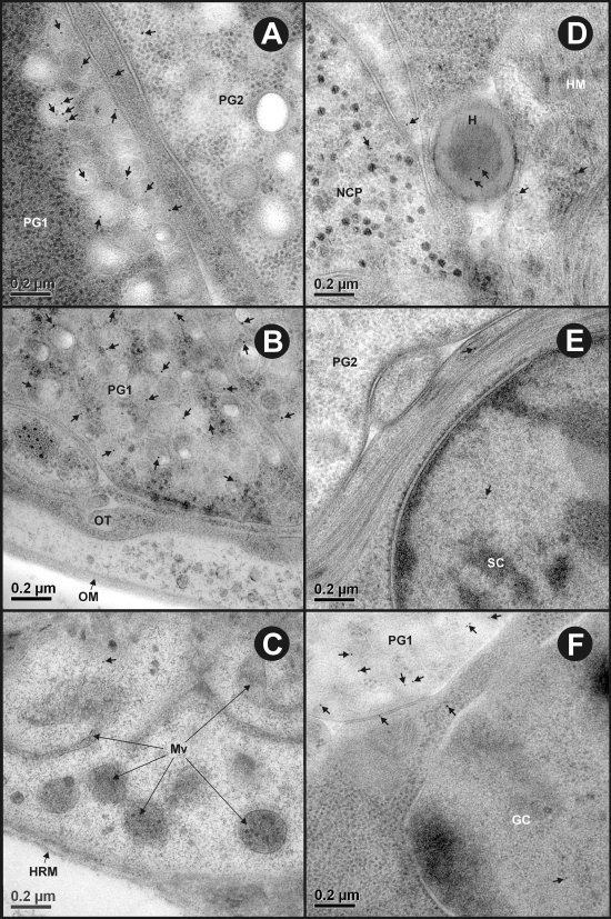 FIG. 5.