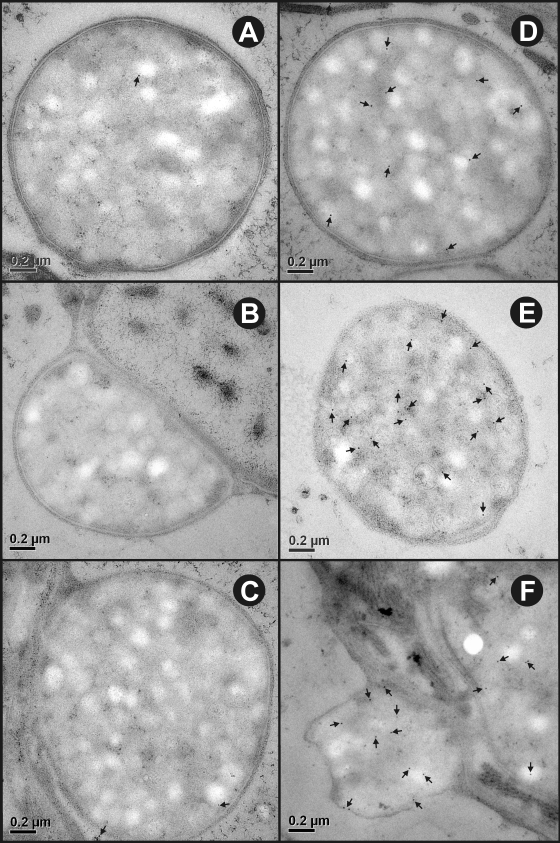 FIG. 7.