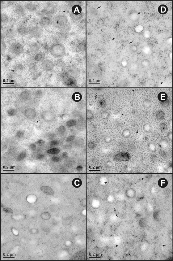 FIG. 4.