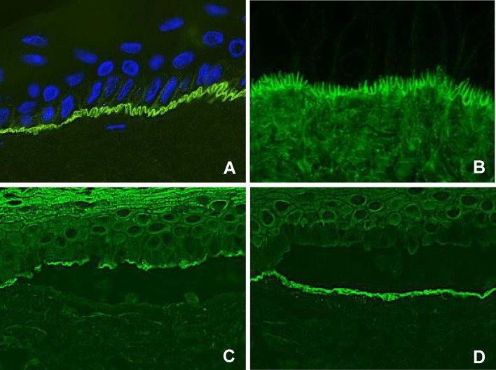 Fig. 3