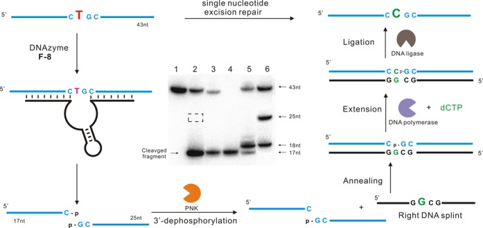 Figure 6.