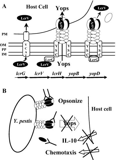 FIG. 1.