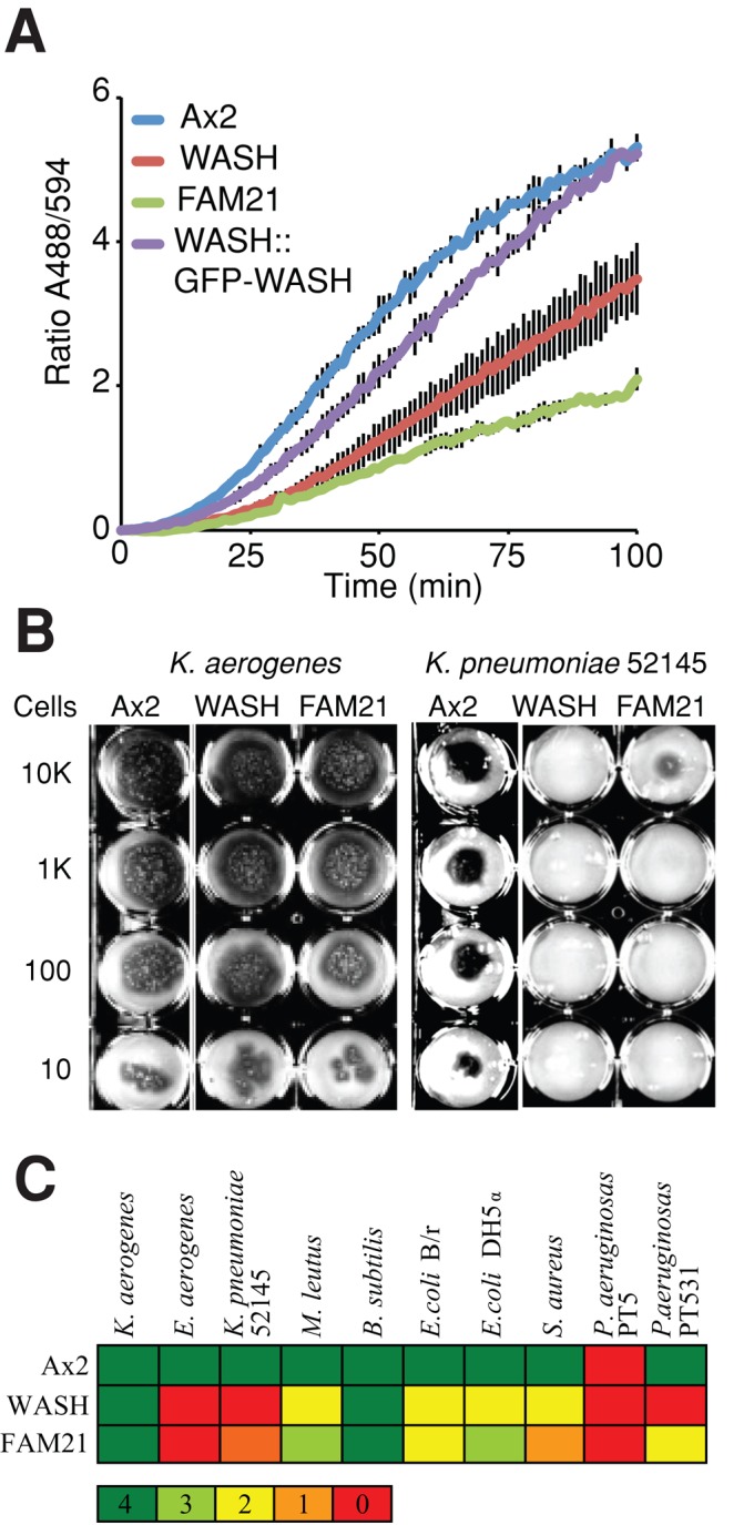 FIGURE 2: