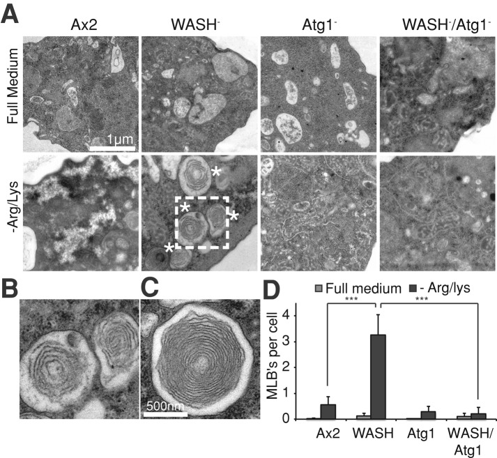 FIGURE 5: