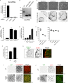 Figure 1—figure supplement 1.