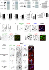 Figure 2—figure supplement 1.