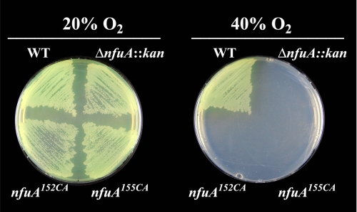 FIGURE 7.