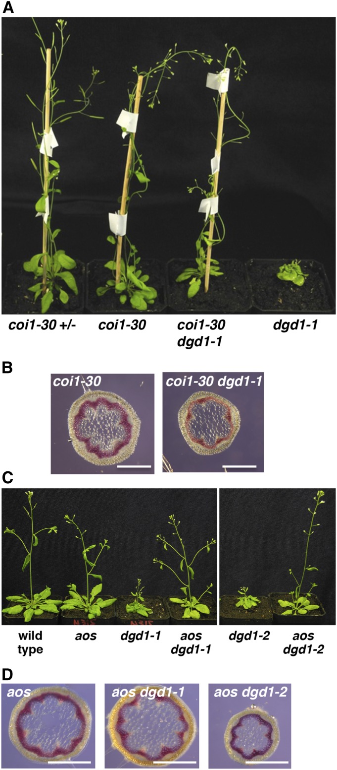 Figure 4.