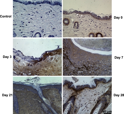Fig. 3