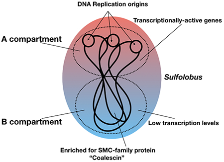 graphic file with name nihms-1538301-f0008.jpg