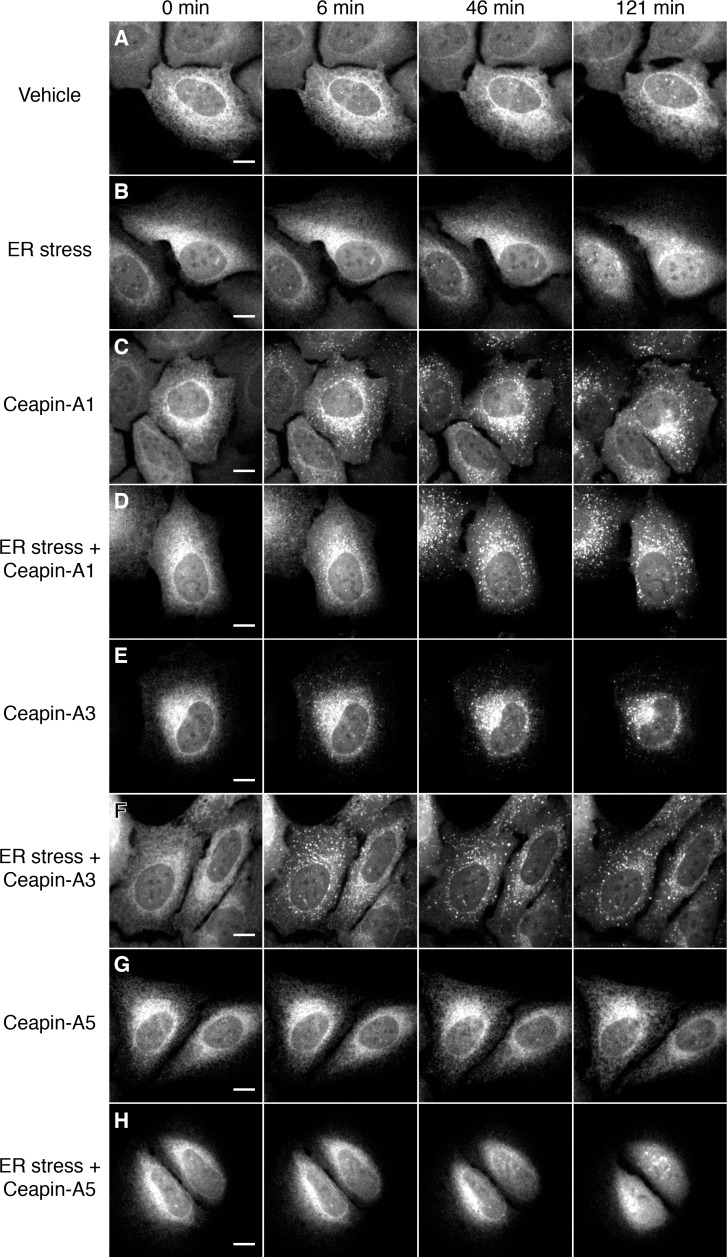 Figure 1—figure supplement 2.