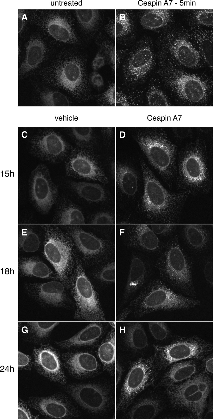 Figure 1—figure supplement 3.