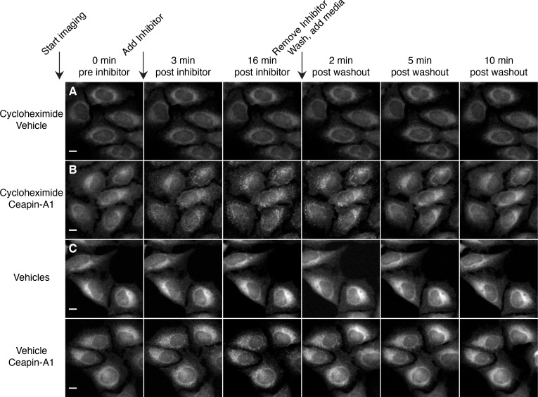 Figure 2—figure supplement 1.