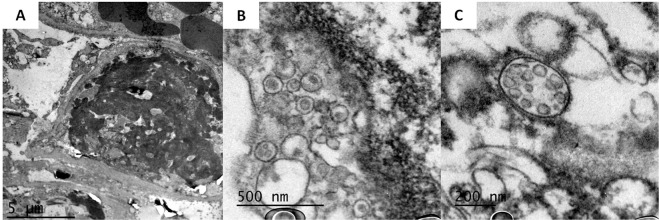 Fig. 5