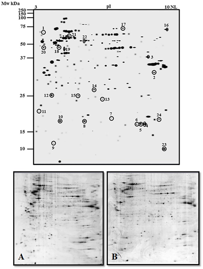 Fig 6