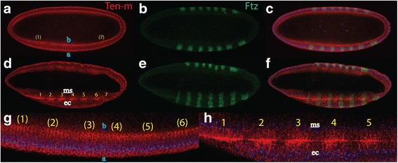 Fig. 6