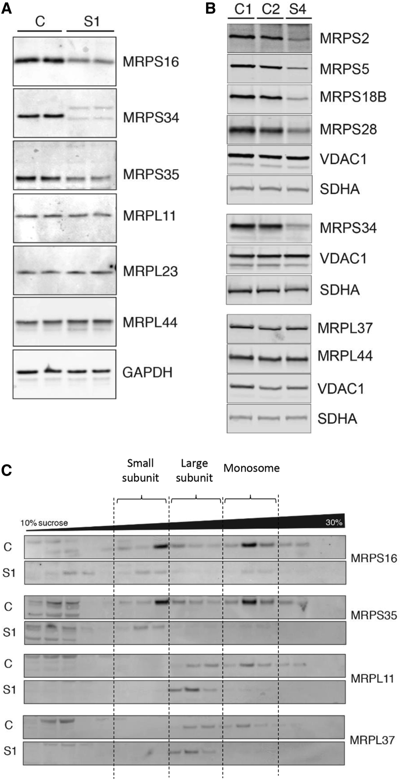 Figure 4