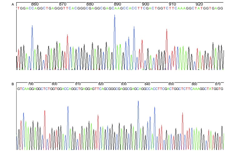A:CYP2A13序列; B:CYP2A6序列。 A:CYP2A13 sequence; B:CYP2A6 sequence.