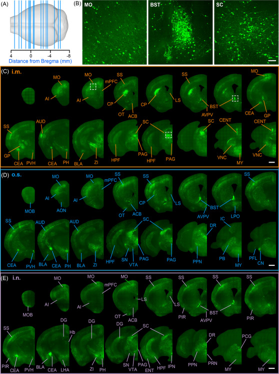 FIGURE 2