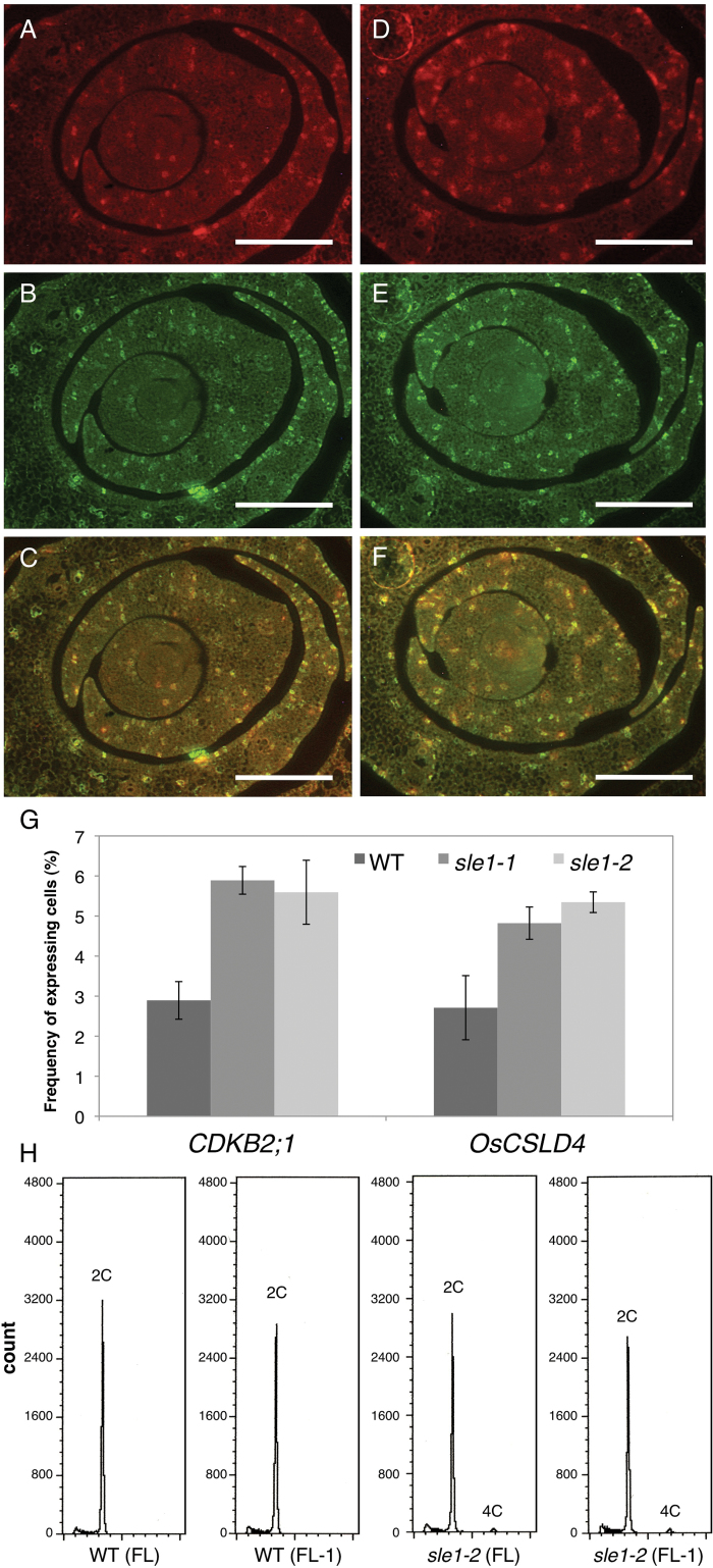 Fig. 8.