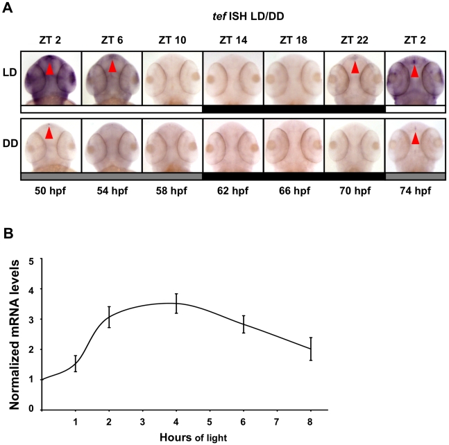 Figure 13