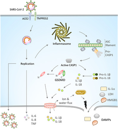 FIGURE 1