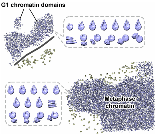 graphic file with name 44318_2025_407_Figa_HTML.jpg