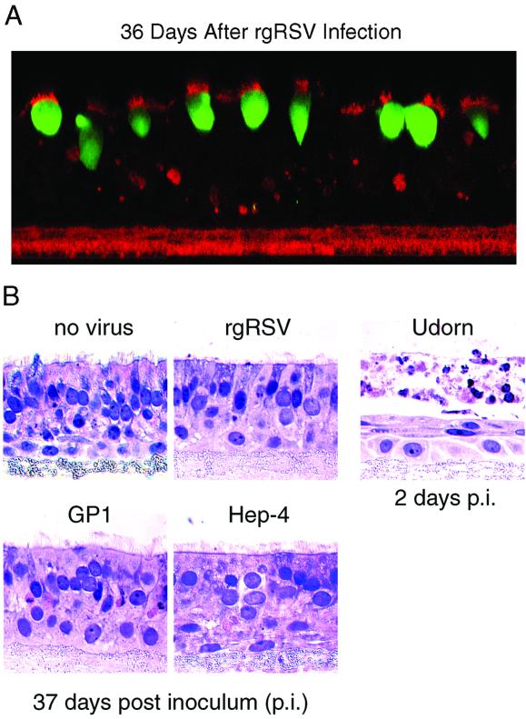 FIG. 9.