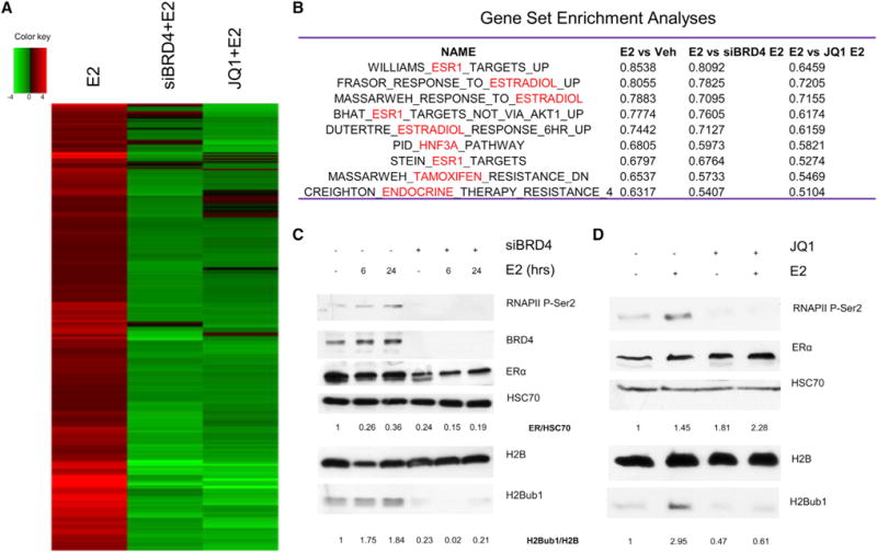 Bromodomain Protein BRD4 Is Required for Estrogen Receptor-Dependent ...