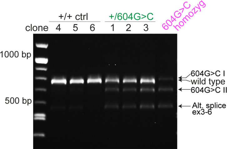 Figure 4—figure supplement 1.