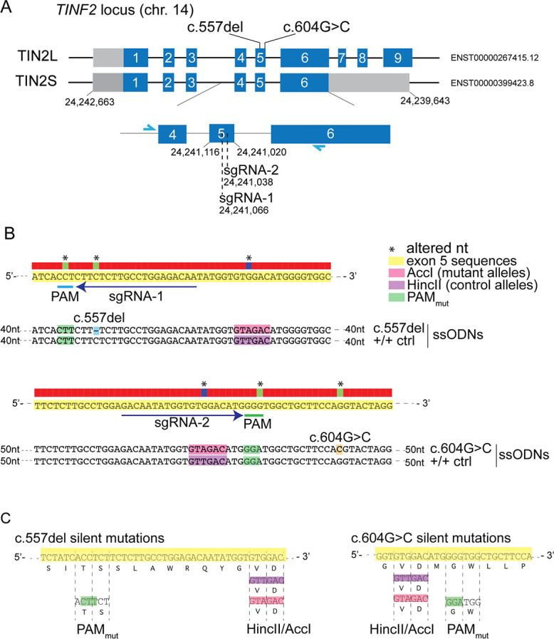 Figure 4—figure supplement 2.