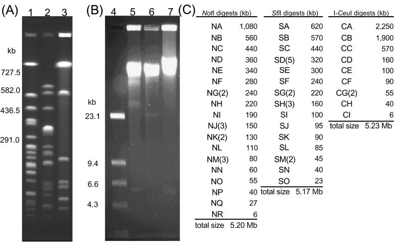 FIG. 1.