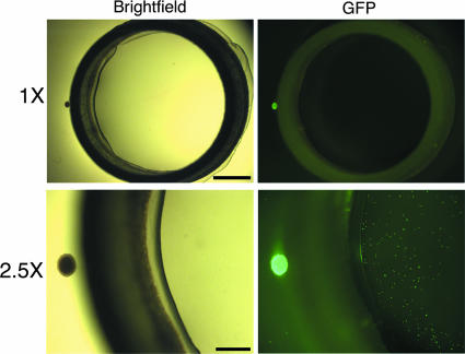 FIG. 2.