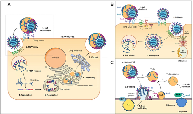 Figure 5: