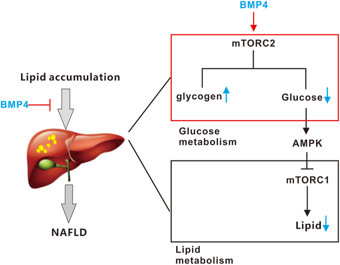 Figure 6