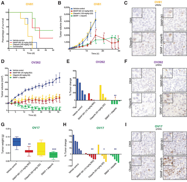 Figure 6. Effects of SMAP-061 in vivo show improved survival and significant tumor regression, as a single agent and in combination with PARPi, in both BRCA1/2 wild-type and mutant HGSC PDX tumors. OV81 PDX studies were conducted with tumors implanted in the right flank of NSG mice and allowed to grow between approximately 100 and 200 mm3 before enrollment in one of 4 treatment groups: Vehicle control (n = 6), 5 mg/kg SMAP-061 (n = 6), 100 mg/kg Olaparib (n = 6) or SMAP + Olaparib combination (n = 6). Tumors were measured every other day. Data plotted as a function of (A) mouse survival and (B) tumor volume (efficacy) over time. Survival threshold was selected to be 1,000 mm3 (tumors < 1,000 mm3: survival; tumors > 1,000 mm3: no survival). Data presented as mean ± SEM (Student t tests, comparing each treatment group relative with vehicle control; *, P < 0.05). C, Histology slides with tumor samples stained for γH2Ax (brown), representative of each individual treatment group in the OV81 PDX in vivo study. 50 and 20 μm scales are included for each respective picture. D, Efficacy study of OV262 PDX tumors, implanted in the right flank of NSG mice and allowed to grow between approximately 90–120 mm3 before enrollment in one of 4 treatment groups: Vehicle control (n = 4), 15 mg/kg SMAP-061 (n = 3), 50 mg/kg Olaparib (n = 4) or SMAP + Olaparib combination (n = 4). Tumors were measured every other day. Tumor volume was calculated and plotted over time (31 days). Data presented as mean ± SEM (Student t tests, comparing each treatment group relative with vehicle control, *, P < 0.05; **, P < 0.01; ***, P < 0.001; ****, P < 0.0001). E, Waterfall plot of OV262 tumor volume change (from days 0 to 31) comparing all treatment groups with each other. Data presented as mean ± SEM (unpaired Student t tests, comparing each individual treatment group relative with each other, *, P < 0.05; **, P < 0.01). F, Histology slides with tumor samples stained for γH2Ax (brown), representative of each individual treatment group in the OV262 PDX in vivo study. 50 and 20 μm scales are included for each respective picture. G and H, OV17 PDX studies were conducted with tumors implanted in the right flank of NSG mice and allowed to grow between approximately 80 and 250 mm3 before enrollment in one of 4 treatment groups: Vehicle control (n = 6), 15 mg/kg SMAP-061 (n = 6), 50 mg/kg Olaparib (n = 5) or SMAP + Olaparib combination (n = 5). Tumors were measured every other day. Data plotted as a function of (G) tumor weight post sacrifice and (H) tumor change percentage (waterfall plot) for each treatment group. Data presented as mean ± SEM (unpaired Student t tests, comparing each individual treatment group relative with each other, *, P < 0.05; **, P < 0.01; ***, P < 0.001). I, Histology slides with tumor samples stained for γH2Ax (brown), representative of each individual treatment group in the OV17 PDX in vivo study. 50 and 20 μm scales are included for each respective picture.