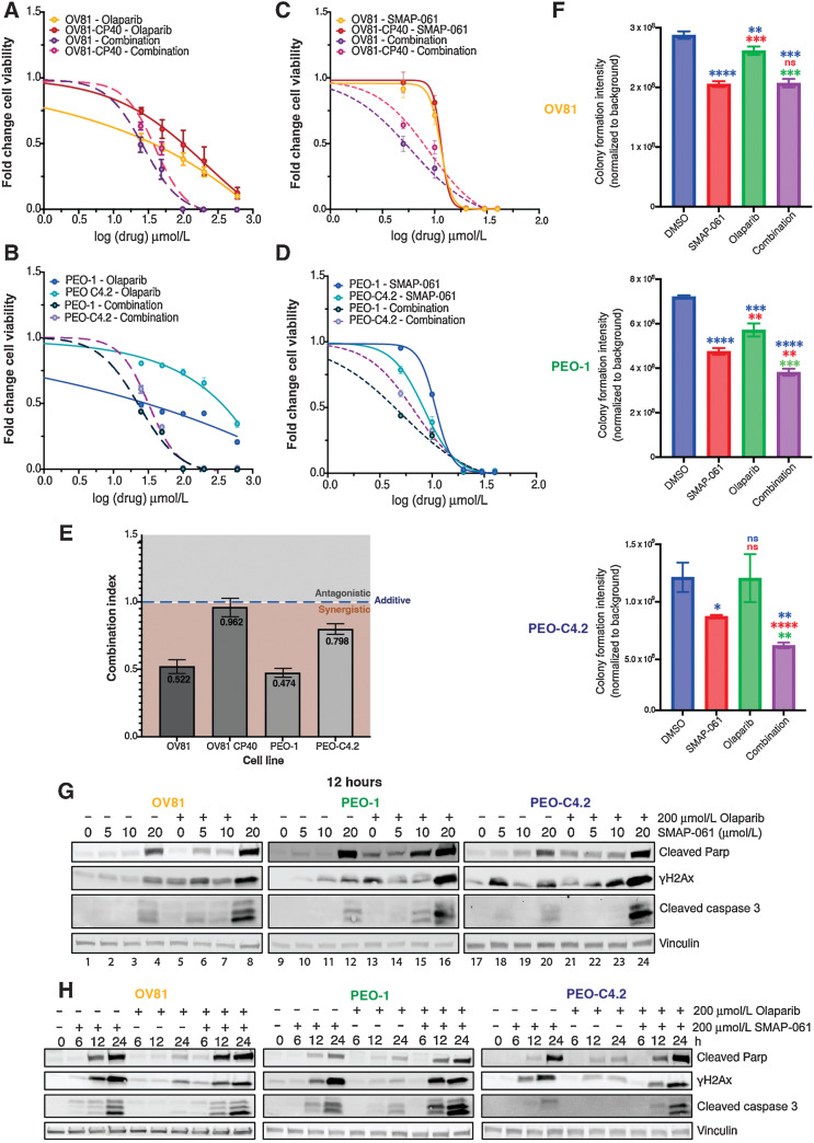 Figure 4. SMAP-061 shows synergistic efficacy in targeting HGSC for cell death when used in combination with PARPi in vitro. A, OV81 and OV81-CP40 and (B) PEO-1 and PEO-C4.2 cells were treated with increasing doses of Olaparib alone or in combination with SMAP-061, and SMAP-061 alone or combination of both (C) OV81 and OV81-CP40; and (D) PEO-1 and PEO-C4.2, to measure cell viability at 48 hours using MTT. Data presented as the mean ± SD (n = 3). E, Combination index (CI) was calculated using the proliferation combinatorial assays conducted in (A) for all four cell lines. CI > 1: antagonistic; CI = 1: additive; CI < 1: synergistic. Formula: (EC50_combination/EC50_SMAP-061) + (EC50_combination/EC50_PARPi). Data presented as the mean ± SD (n = 3; one-way ANOVA compares all treatment groups; ***, P < 0.001). F, Clonogenic assay of OV81, PEO-1 and PEO-C4.2 was performed and quantified for cells treated with 6 μmol/L SMAP-061, 100 nmol/L Olaparib and the combination of both, after 2 weeks. Data presented as the mean ± SD (n = 3; unpaired Student t tests, comparing each treatment group relative with each other, *, P < 0.05; **, P < 0.01; ***, P < 0.001; ****, P < 0.0001). Raw data represented in Supplementary Fig. S4A. G, Western blot analysis assessing cell death markers (cleaved Parp and cleaved Caspase-3) and DNA damage (γH2Ax) expression to further evaluate dose and (H) time-dependency profiles in OV81, PEO-1, and PEO-C4.2 cells treated with SMAP-061, Olaparib or combo.