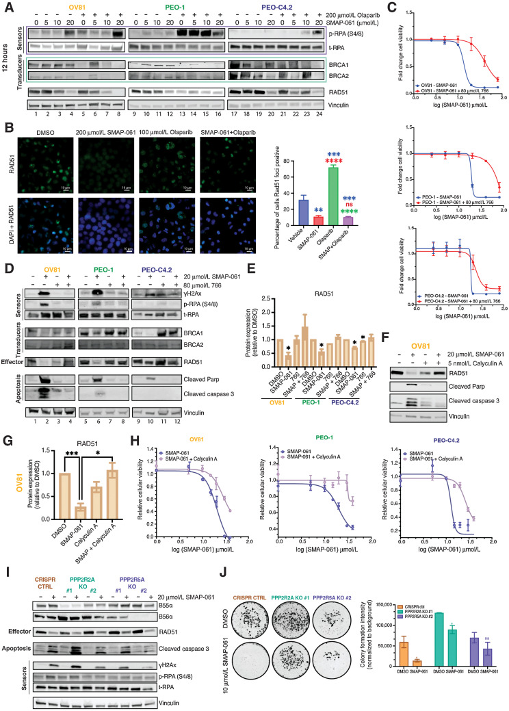 Figure 5. Combination of SMAP-061 and PARPi synergistically engages the DDR pathway and prevents DNA repair by specifically targeting and downregulating RAD51. A, Western blot analysis evaluating dose-dependency effects of SMAP-061, Olaparib or combination on DDR protein expression and activity. Sensor, transducer, and effector proteins (from Fig. 3A schematic) were analyzed in OV81, PEO-1, and PEO-C42. B, RAD51 foci imaging comparing DMSO with 20 μmol/L SMAP-061, 100 μmol/L Olaparib or combination of SMAP+Olaparib in OV81 cells treated after 24 hours of incubation (left) and their respective quantification bar graph (right). Data presented as the mean ± SEM (n = 3; unpaired Student t tests, comparing each group with each other, **, P < 0.01; ***, P < 0.001; ****, P < 0.0001). C, OV81, PEO-1, and PEO-C4.2 cell lines were exposed to increasing doses of either SMAP-061 alone (blue) or in combination with 80 μmol/L of 766 (a biologically inactive analogue of SMAP-061; red) and cell viability was measured at 48 hours by MTT analysis, to generate an EC50 curve. Data are presented as the mean ± SD (n = 3). D, Rescue experiments were performed on OV81, PEO-1, and PEO-C42 cells treated with DMSO, SMAP-061, 766 or SMAP + 766. Rescue profile analysis of DDR (BRCA1/2 and RAD51) protein expression as well as recovery in cell death markers (cleaved Parp and cleaved Caspase-3) and DNA damage signaling capacity (γH2Ax and p-RPA) after 12 hours of treatment is analyzed by Western blotting. Values underneath RAD51 blot represent the fold change of protein expression to its DMSO control sample, after Vinculin normalization. E, Quantification of RAD51 protein expression, with data presented as the mean ± SEM (n = 3; unpaired Student t tests, comparing each treatment group relative with its respective DMSO; *, P < 0.05). F, Calyculin-A (PP2A Catalytic subunit inhibitor) rescue experiments were performed using Western Blotting (and respective quantification of RAD51 in G). H, MTT techniques to assess cellular viability and an EC50 value shift for OV81, PEO-1, and PEO-C4.2. 5 nmol/L of Calyculin-A was preincubated for 1-hour, followed by SMAP-061 treatment. Data presented as the mean ± SD (n = 3; unpaired Student t tests, comparing each treatment group relative with each other, *, P < 0.05; ***, P < 0.001). I, CRISPR Cas9 KO of 2 specific B-subunits (PPP2R2A and PPP2R5A) rescue experiments were performed using Western Blotting looking at HR sensors (γH2Ax and p-RPA), RAD51 effector, and apoptotic markers (cleaved PARP and cleaved Caspase3). Representative quantification is located under each blot and its respective lane. Each target was normalized to Vinculin. p/t-RPA ratio was calculated before normalization to Vinculin. J, Clonogenic assay of OV81 CTRL CRISPR, PPP2R2A KO #1 and PPP2R5A KO #2. Cells were treated with DMSO or 10 μmol/L SMAP-061 for 2 weeks (n = 3; Left). Quantification the clonogenic assay comparing OV81 control (CTRL CRISPR), PPP2R2A KO #1 and PPP2R5A KO #2. Data presented as the mean ± SD (n = 3; unpaired Student t tests, comparing each treatment group with its own DMSO control, *, P < 0.05; Right).