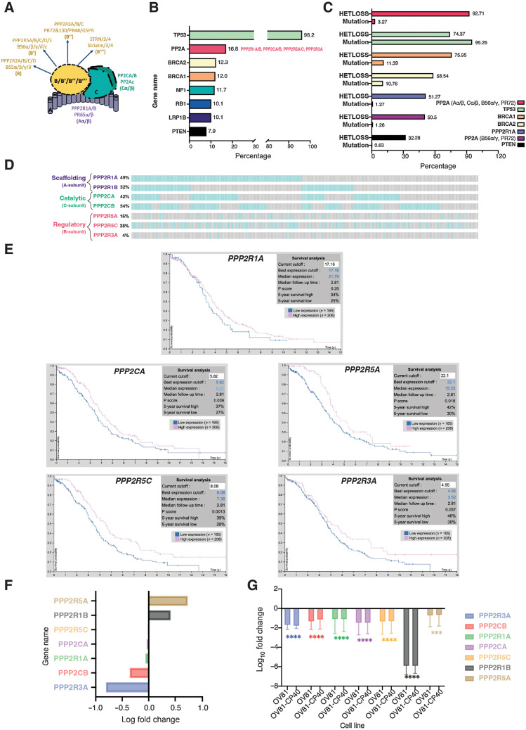 Figure 1. Dysregulation of PP2A is a common event in HGSC. A, Schematic of the PP2A heterotrimeric structure, representing all possible combinations of the scaffolding (A), regulatory (B) and catalytic (C) subunit proteins (Schematic created with BioRender.com). B, Top 8 most common altered genes in HGSC and respective genetic alterations frequency (mutation, amplification and/or deletion). “PP2A” group includes PP2A-Aα/β, PP2A-Cα/β, PP2A-B56α/γ, and PP2A-PR72). Data adapted from cBioPortal. C, HGSC genes alteration type specificity: Heterozygous/shallow deletion (Hetloss) or mutation; and respective frequencies (%). Data adapted from cBioPortal. D, Individual patient tumor data analysis showing frequency of heterozygous loss status for the PPP2R1A, PPP2R1B, PPP2CA, PPP2CB, PPP2R5A, PPP2R5C, and PPP2R3A genes. Co-occurrence profiles are also shown. Each bar represents an individual tumor, for which gray signifies negative and blue positive for Hetloss. E, Kaplan–Meier plots summarizing results from correlation analysis between mRNA expression level and patient survival for PP2A genes: PPP2R1A, PPP2CA, PPP2R5A, PPP2R5C, and PPP2R3A. Patients were divided according to expression levels into one of two groups "low" (under cutoff on table) or "high" (over cutoff on table). The x-axis shows time for survival (years) and y-axis shows the probability of survival, where 1.0 corresponds to 100%. Data source: Protein Atlas. F, Log fold change of transcriptional expression of PP2A subunits between HGSC cell lines (OVSAHO, KURAMOCHI, and JHOS4) versus FTSEC cell lines (FT246, FT33, and FT194). Source: Elias et al 2016 (45). G, Log10 Fold Change of fragments per kilobase of exon per million mapped fragments (FMPK) of the previously assessed PP2A genes (D) comparing expression of the FT246 non-malignant with the OV81 and OV81-CP40 cell lines. Data presented as the mean ± SD (n = 3; unpaired Student t tests, comparing OV81 and OV81-CP40 relative with FT246, ***, P < 0.005; ****, P < 0.0001).