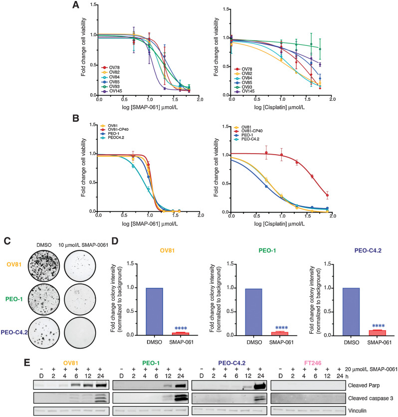 Figure 2. HGSC cells are sensitive to SMAP-061 and have similar responses independent of genetic background. A, A wide panel of HGSC PDX cell lines were exposed to increasing doses of either SMAP-061 (left) or cisplatin (right) treatment and cell viability was measured at 48-hours by MTT analysis, to generate an EC50 curve. Data are presented as the mean ± SD (n = 3). B, OV81 and its cisplatin-resistant pair, OV81-CP40, and two isogenic lines PEO-1 and PEO-C4.2, were treated with increasing doses of either SMAP-061 (right) or cisplatin (right) and cell viability was measured at 48 hours by MTT analysis, to generate an EC50 curve. Data presented as the mean ± SD (n = 3). C, Clonogenic assay of OV81, PEO-1 and PEO-C4.2 cells treated with DMSO or 10 μmol/L of SMAP-061 for two weeks. D, Quantification of 2C. Data presented as the mean ± SD (n = 3; unpaired Student t tests, comparing SMAP-061 treatment relative with DMSO, ****, P < 0.0001). E, OV81, PEO-1, PEO-C4.2, and FT246 treated with DMSO or SMAP-061, and harvested at 2, 4, 6, 12, and 24 hours for Western blot analysis of cell death markers (cleaved Parp and cleaved Caspase-3). Vinculin-housekeeping gene used as loading control.