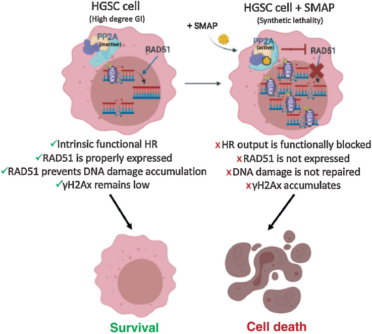 Figure 7. RAD51 inhibition leads to the chronic accumulation of γH2Ax and DNA errors inherent from genomic instability (GI), an ovarian cancer trait. HGSC cells harbor a high degree of GI that results in small nicks and breaks in the DNA over time. Sensor proteins such as γH2Ax are recruited to the site of damage to prevent DNA degradation and remain in check until a repair mechanism is triggered. The minimally functional HR machinery is activated and prompts the recruitment of the main downstream effector protein, RAD51, which by keeping those damaging signals at bay, allows cancer cells to survive, even if with relatively higher baseline levels of γH2Ax when compared with normal cells. For this reason, ovarian cancer cells are known to functionally tolerate and survive high baseline levels of DNA damage while avoiding apoptotic cues (left). When SMAP-061 is added to the cell, PP2A's antitumor activity is functionally restored, and synthetic lethality is induced (right). RAD51 expression is inhibited by PP2A, preventing the HR output to be efficiently propagated. This results in the incapacity of the cells to repair their inherent DNA damage, thereby leading to the accumulation of γH2Ax signals in the nucleus, and ultimately, triggering apoptosis (Schematic created with BioRender.com).