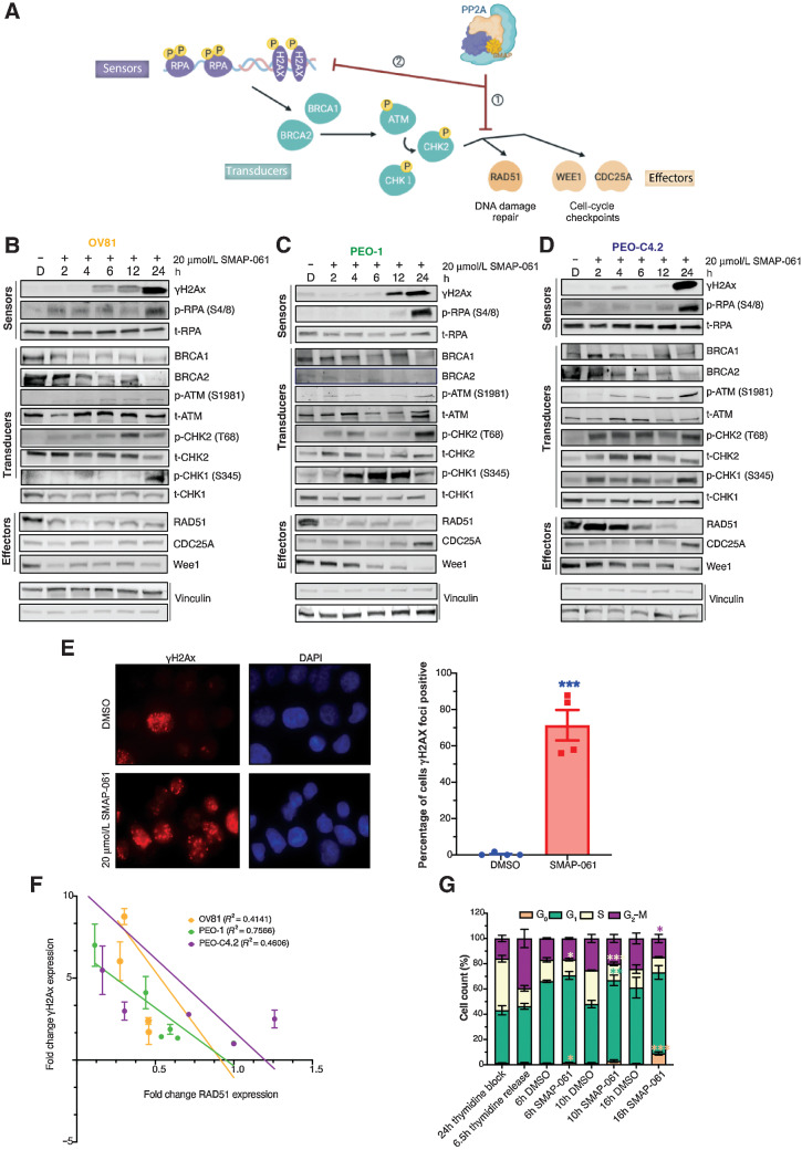 Figure 3. SMAP-061–induced baseline DNA damage accumulation is a result of the inhibition of HR signaling output, including DNA damage repair and cell-cycle regulation mechanisms. A, Schematic of the HR pathway, representing the DNA sensors (RPA and H2Ax) that detect damage, the transducers (BRCA1/2, ATM, and CHK1/2) that can amplify and transmit those damage signals to the effectors (RAD51, WEE1 and CDC25A), which ultimately regulate DNA damage repair and cell-cycle checkpoint activity. Ultimately, when the HR output is successfully transmitted to the sensors by RAD51, HGSC baseline DNA damage is kept low and homeostasis is restored, allowing cells to survive long-term with inherent DNA errors due to genomic instability (GI). However, when SMAPs are added, PP2A gets activated, allowing for (i) RAD51 expression to be inhibited and leading (ii) to the HR effectors’ function to be chronically impaired. This results in the incapacity of the cells to restore cell-cycle progression and DNA damage repair, eventually dying to self-triggered apoptosis (Schematic created with BioRender.com). Western blot analysis of (B) OV81, (C) PEO-1, and (D) PEO-C4.2 cells after 2, 4, 6, 12, and 24 hours of SMAP-061 treatment evaluates the expression of sensor, transducer, and effector proteins illustrated in the schematic of A. E, γH2Ax foci imaging comparing DMSO and 20 μmol/L SMAP-061–treated OV81 cells after 12-hours of incubation and their respective quantification. Data presented as the mean ± SEM (n = 3; unpaired Student t tests, comparing the SMAP-061 treatment group relative with DMSO; ***, P < 0.001). F, Correlation analysis graph and R2 values comparing the expression of RAD51 with γH2Ax in OV81, PEO-1 and PEO-C4.2 during 2, 4, 6, 12, and 24 hours of SMAP-061 treatment. Data presented as the mean ± SEM (n = 3). G, Statistical and quantification analysis of cell-cycle flow (from Supplementary Fig. S2O) for cells after incubation with 2 mmol/L thymidine for 24-hours (first bar), at 6.5 hours thymidine released (to allow cells to reengage cell-cycle progression; second bar), and consecutive treatments with either DMSO or SMAP-061 for 6 hours (third and fourth bars), 10 hours (fifth and sixth bars), and 16 hours (seventh and eighth bars), respectively, using FlowJo. Data presented as the mean ± SD (n = 3; unpaired Student t tests, comparing treatment groups with each other, for each stage of the cell-cycle, *, P < 0.05; **, P < 0.01; ***, P < 0.001).