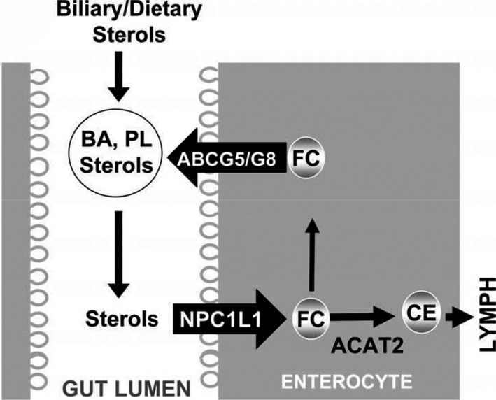 FIGURE 3