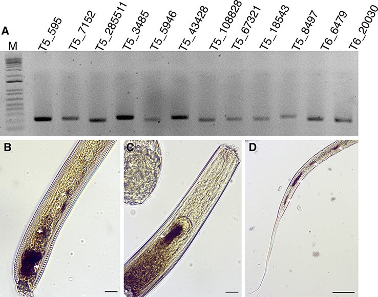 Figure 4.