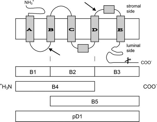 FIG. 1.