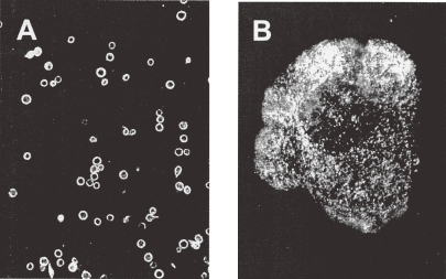 Figure 10. 