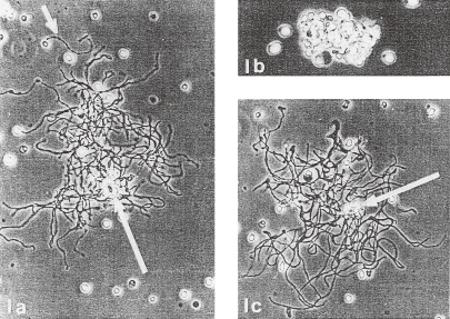 Figure 9. 